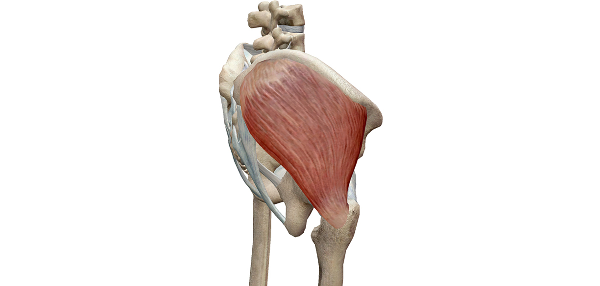 medio gluteo