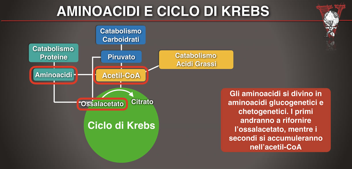 aminoacidi glucogenetici e chetogenici