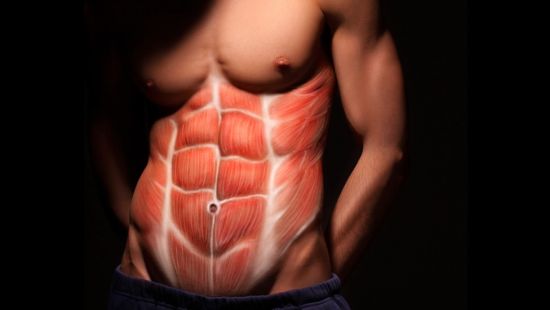 Muscoli addominali