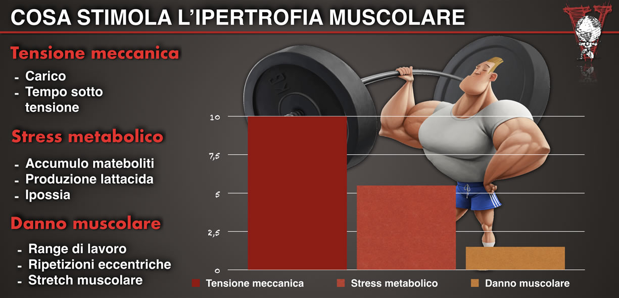 massa muscolare
