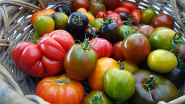 Pomodori: proprietà e calorie