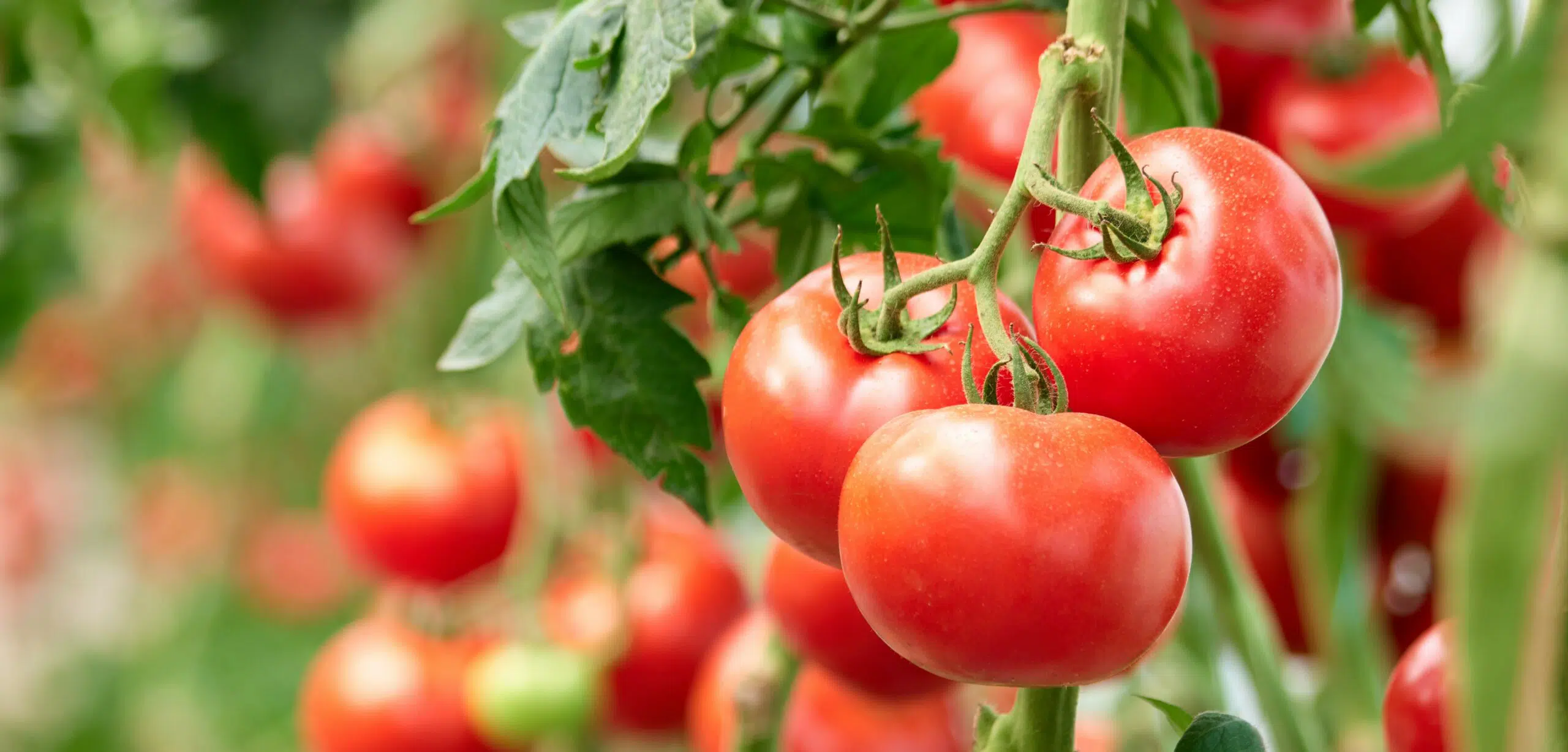 pomodori proprietà e benefici nella dieta