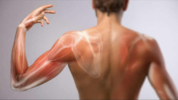 DOMS: indolenzimento muscolare a insorgenza ritardata | Project ...