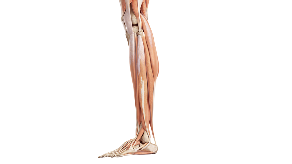 muscoli gamba