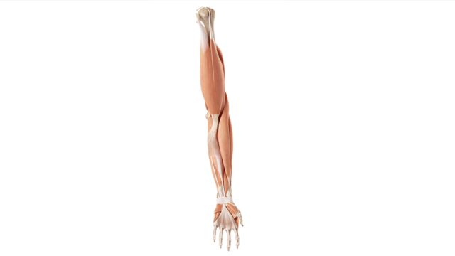 muscoli braccio