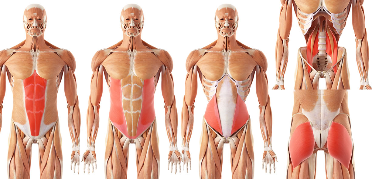 muscoli plank