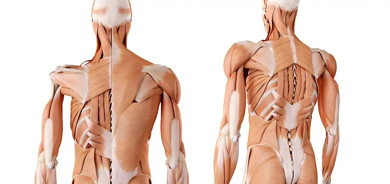Muscoli schiena
