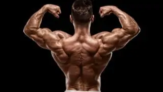 muscoli schiena anatomia e funzioni