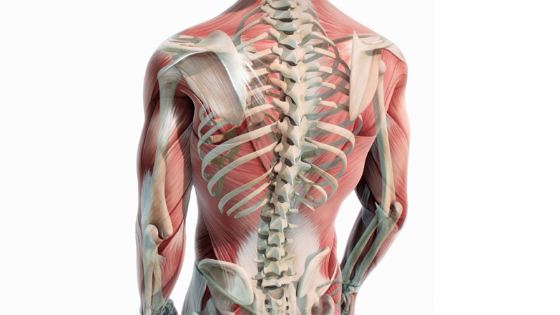 Gran dorsale: anatomia, funzione, allenamento | Project inVictus