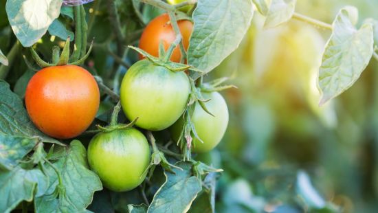 Solanina: cos’è e dove si trova