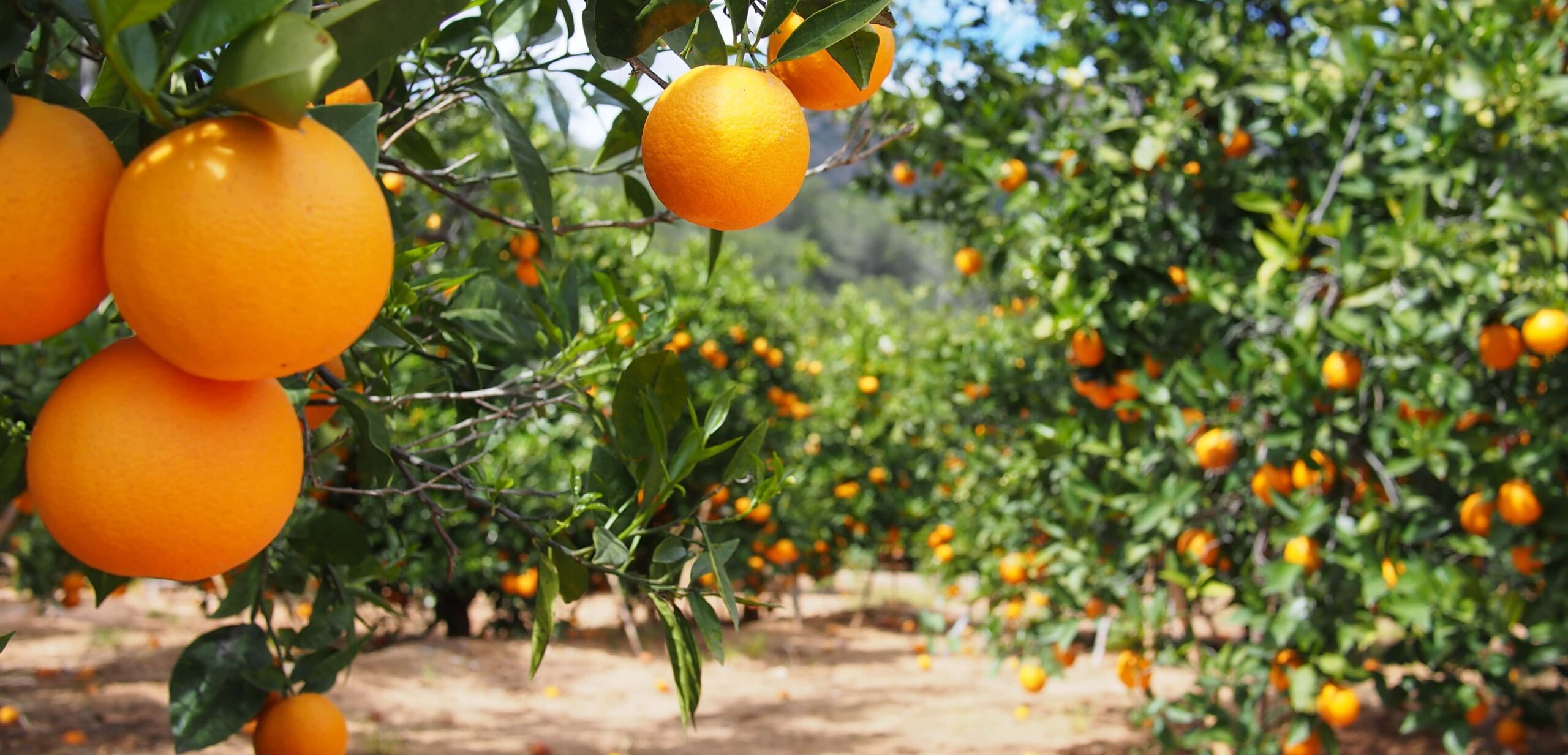 arancia benefici e proprietà nutrizionali