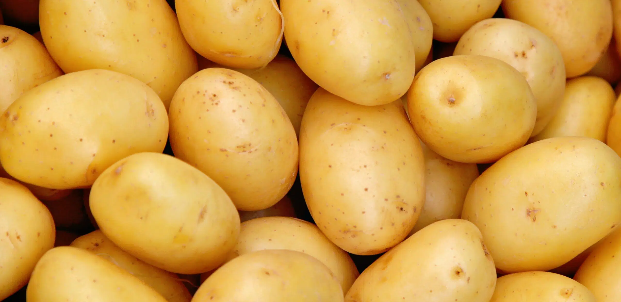 patate solanina