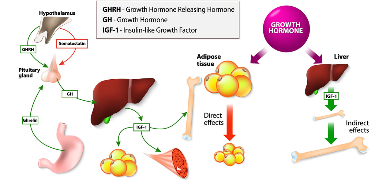 Effetti del GH