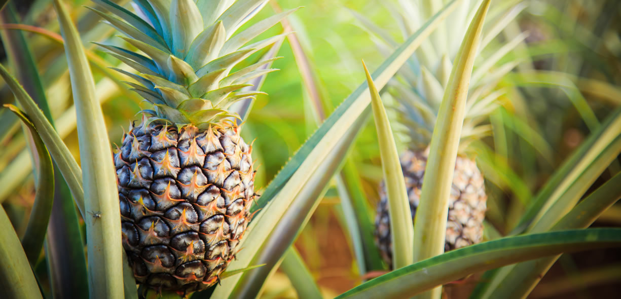 ananas bromelina