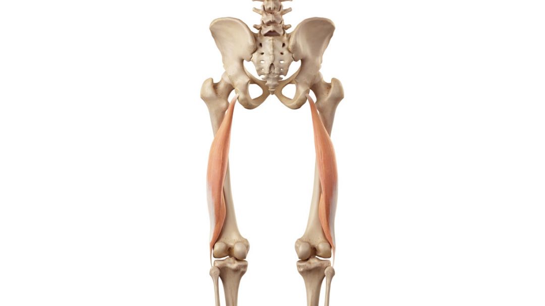 Bicipite femorale anatomia, esercizi e infortuni Project inVictus