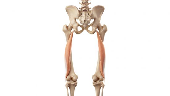 Bicipite femorale: anatomia, esercizi e infortuni