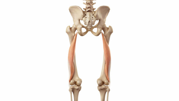 Bicipite femorale: anatomia, esercizi e infortuni