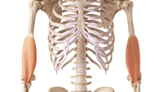 Muscolo Brachiale: anatomia, funzione ed esercizi