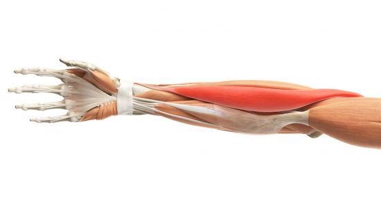 Brachioradiale: anatomia, esercizi, dolori