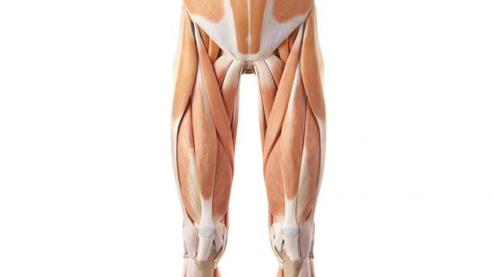 Quadricipite: anatomia, funzioni, esercizi e dolori