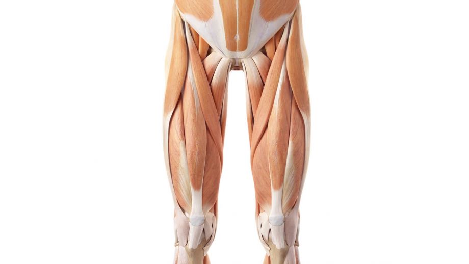 Otturatore interno anatomia, funzioni ed esercizi Project inVictus