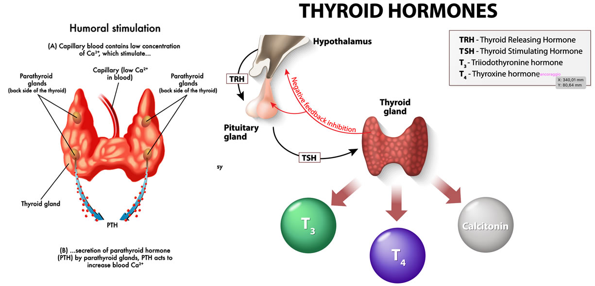 produzione ormoni tiroidei