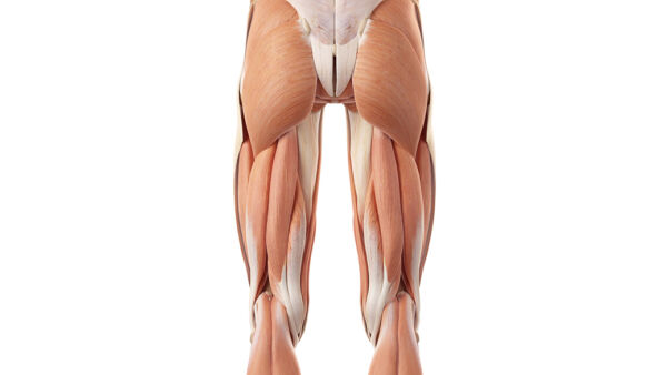 Muscoli ischiocrurali: anatomia, esercizi e stretching