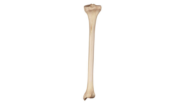 Tibia: anatomia e dolore