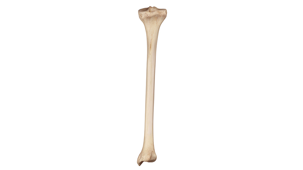 tibia