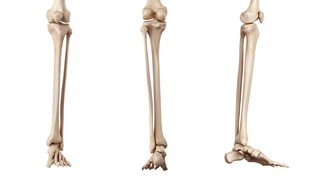 tibia