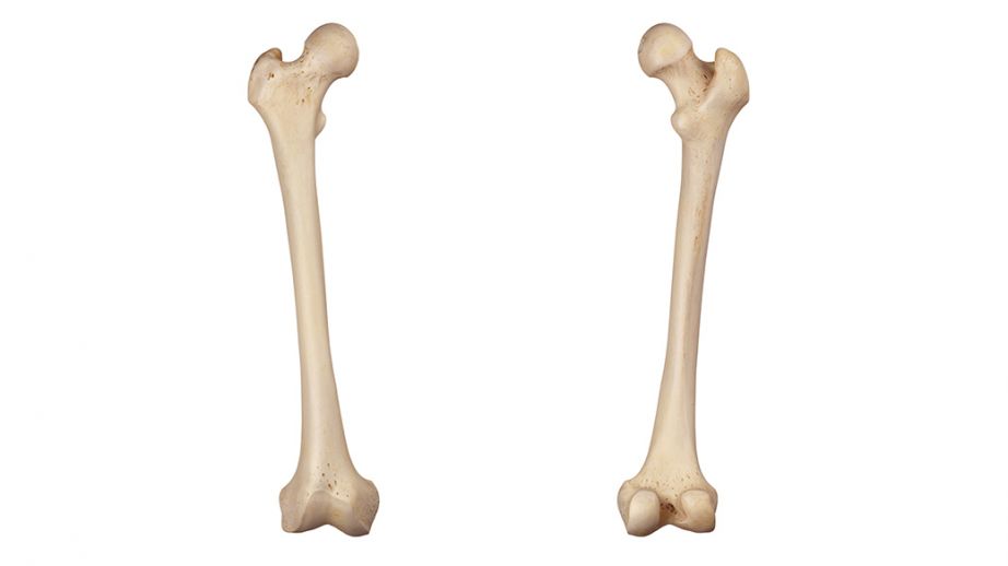Femore ossa e particolari anatomici Project inVictus Femore ossa e particolari anatomici Project inVictus
