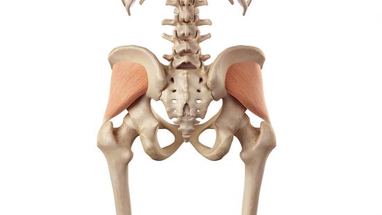 Piccolo gluteo: anatomia ed esercizi