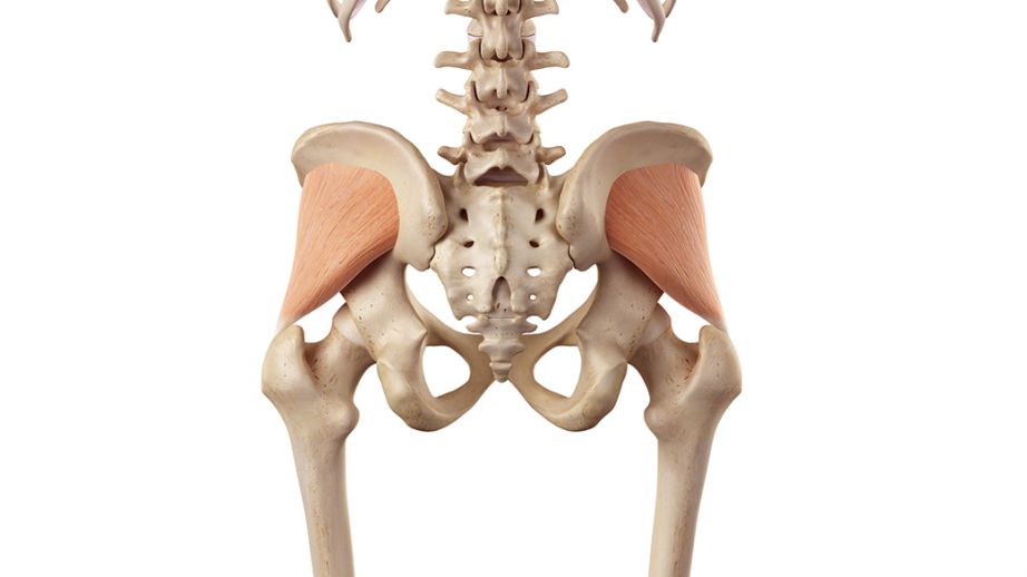 Piccolo gluteo anatomia ed esercizi Project inVictus