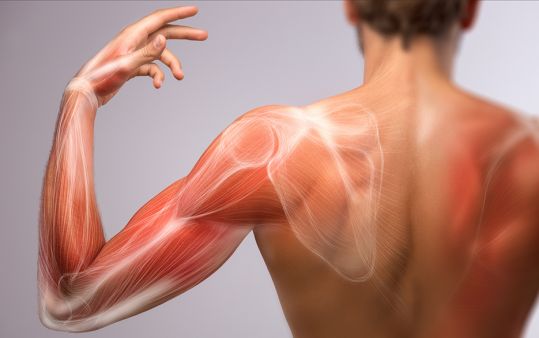 Spalla: anatomia e dolore
