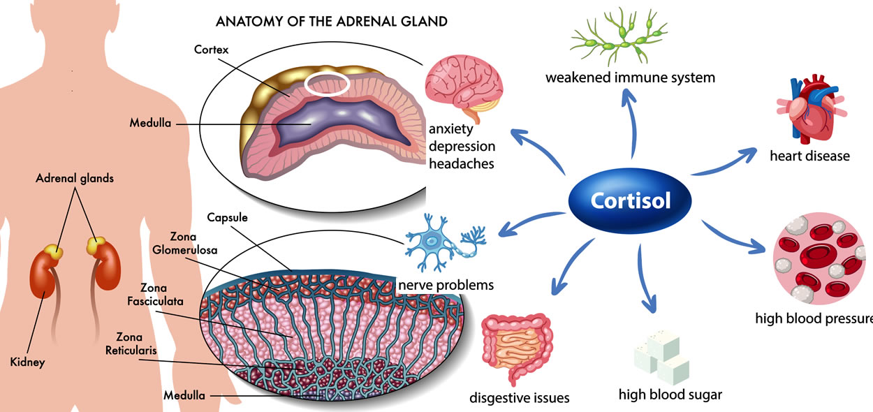 effetti del cortisolo