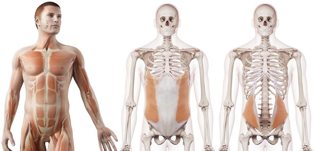 addominali-obliqui-esecuzione-e-anatomia-project-invictus