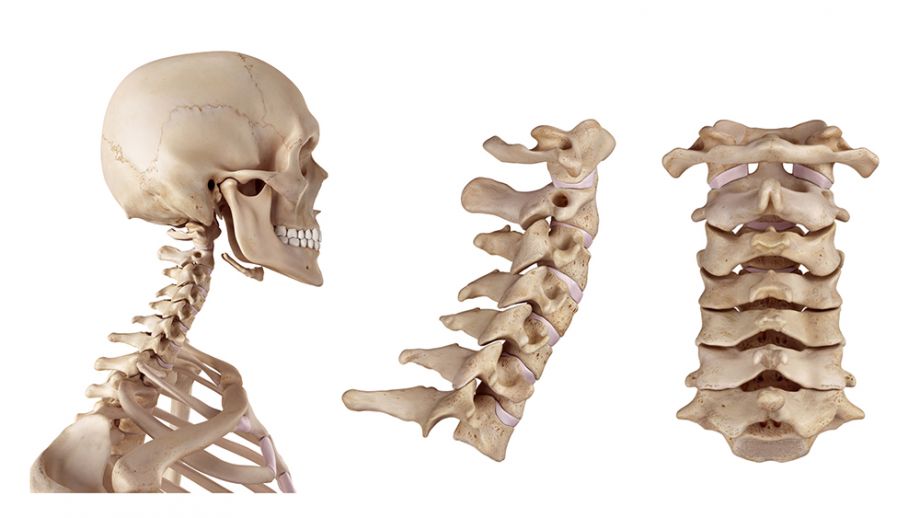 Colonna vertebrale: anatomia e funzioni - Project inVictus