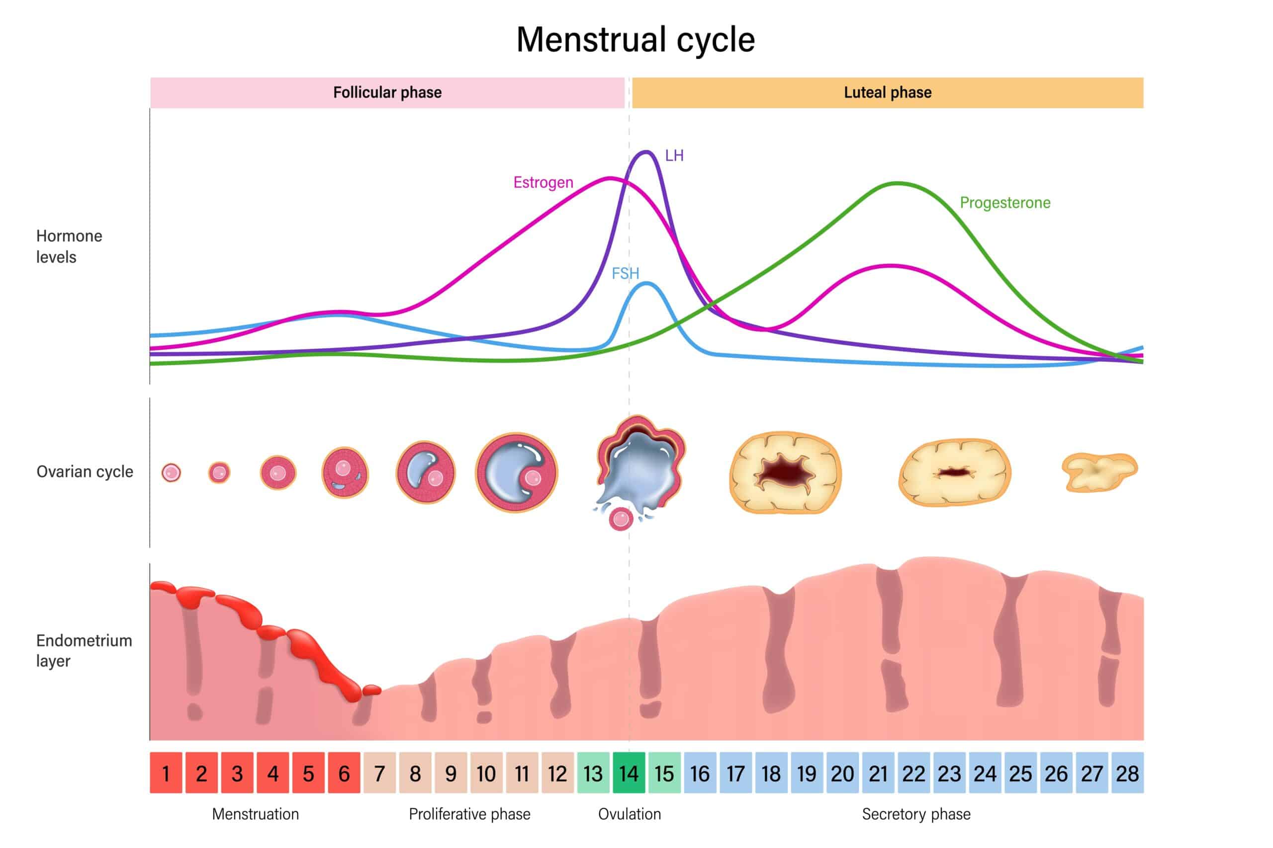 ciclo mestruale donne