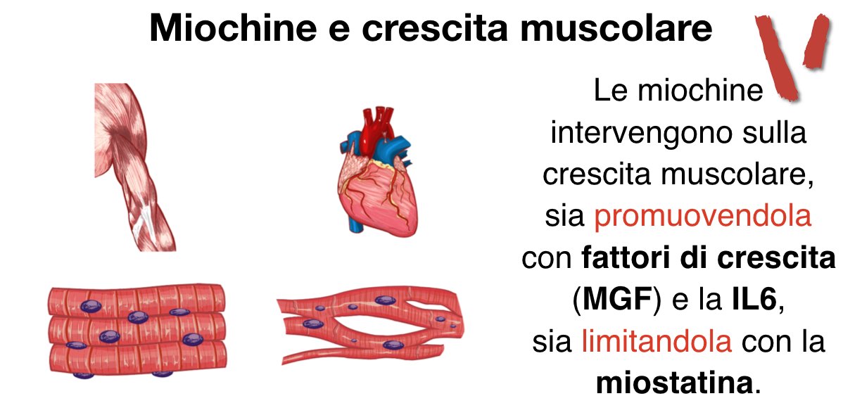 Miochine e salute cardiaca ed ossea