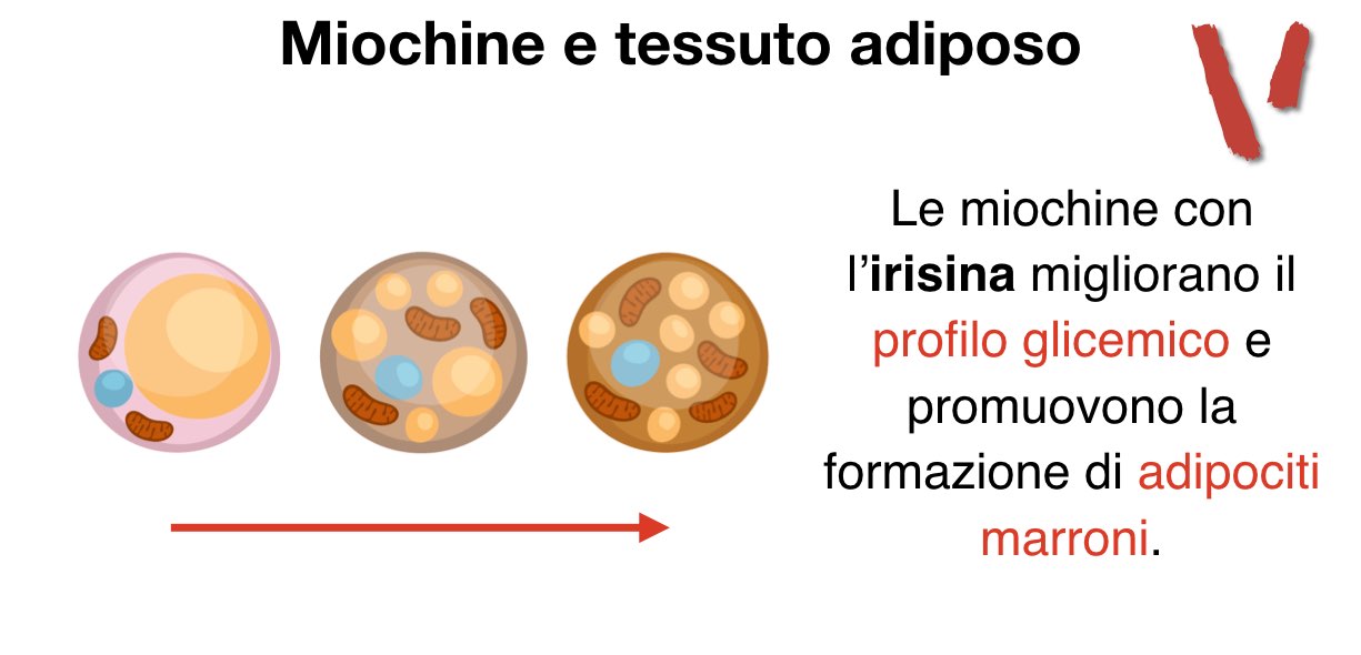 Irisina e tessuto adiposo