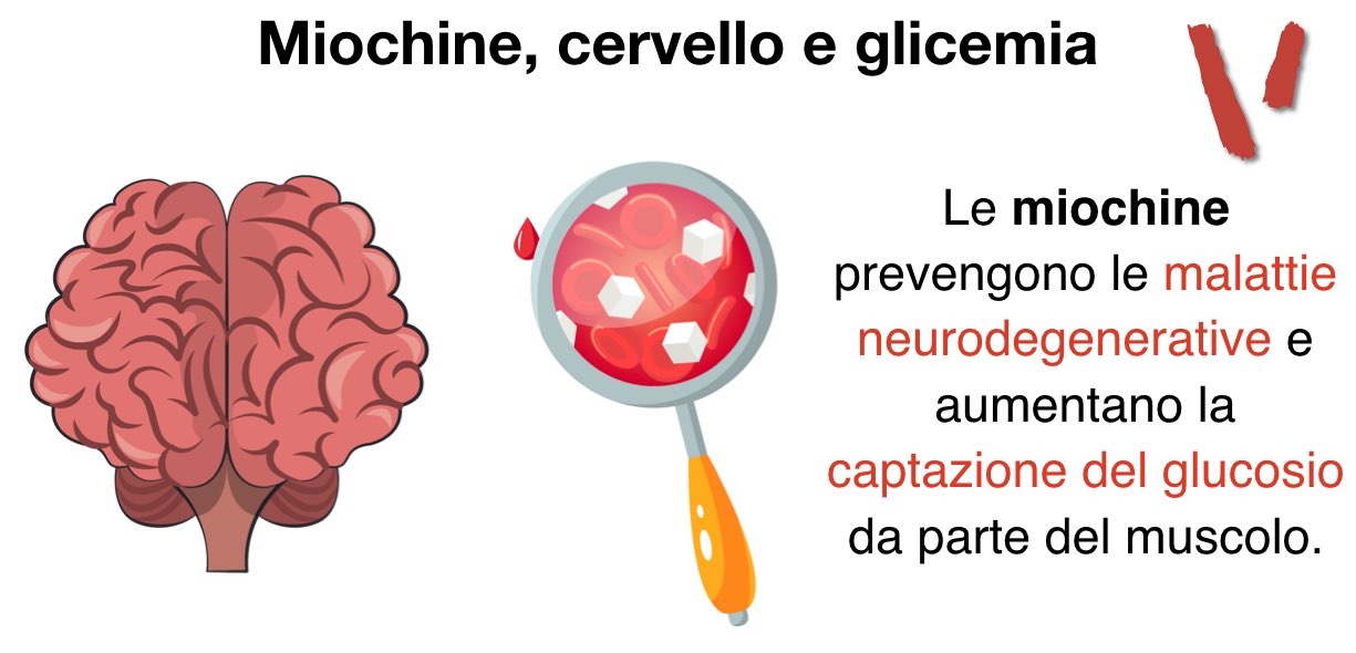 Miochine cervello e glicemia