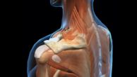 Acromion: anatomia e funzioni