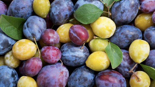 Prugne: calorie, valori nutrizionali e proprietà