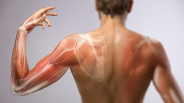 Il catabolismo muscolare: cosa sapere