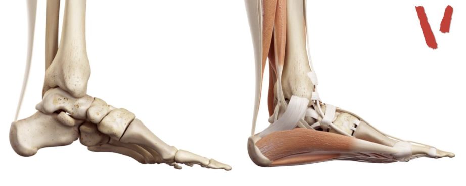 VEGCOO 2 Fasce Elastiche Per Caviglia (Taglia M) - Supporto E Compressione Per Sport E Allenamento - 2