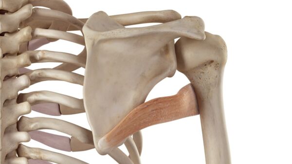 Muscolo grande rotondo: anatomia e funzioni
