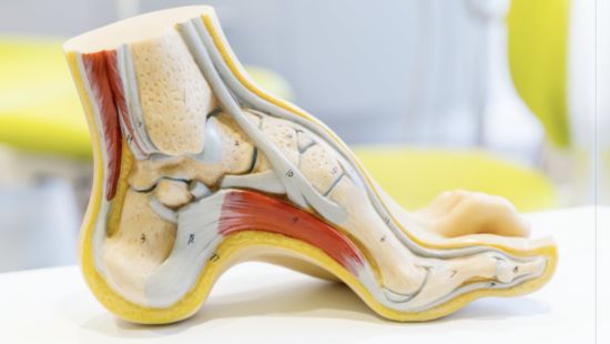 La caviglia: anatomia e funzione