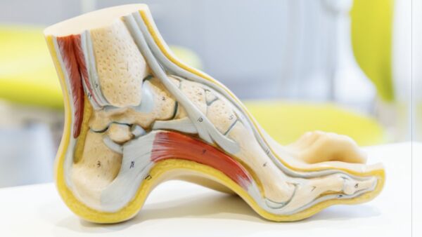 La caviglia: anatomia e funzione