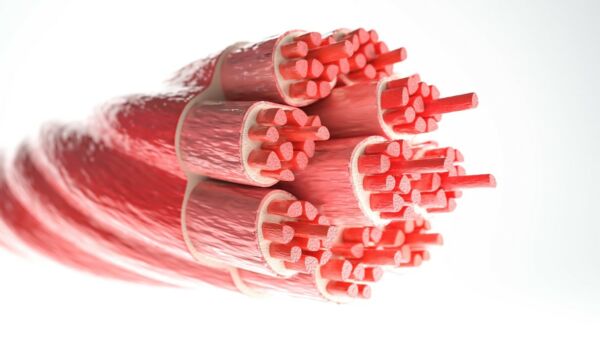Miostatina: che cos’è e a cosa serve