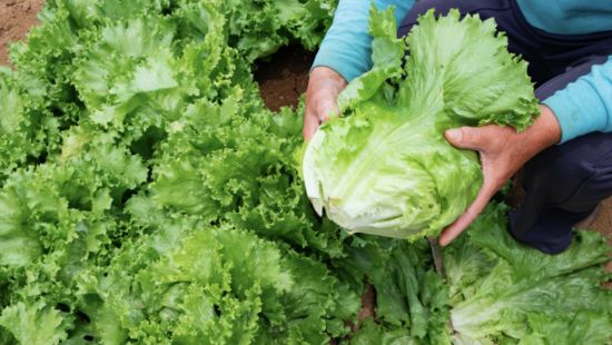 Lattuga: calorie, proprietà e valori nutrizionali